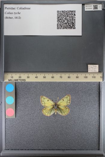 Media type: image;   Entomology 193940